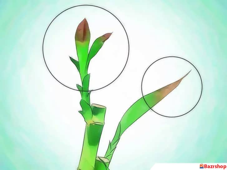 سوختگی نوک برگ های بامبو