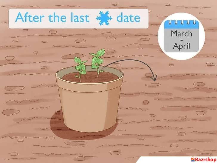 انتقال فلفل دلمه ای سبز پس از آخرین یخبندان