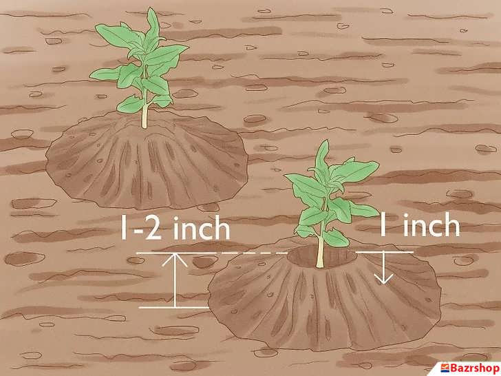 کاشت و انتقال نهال های بادام