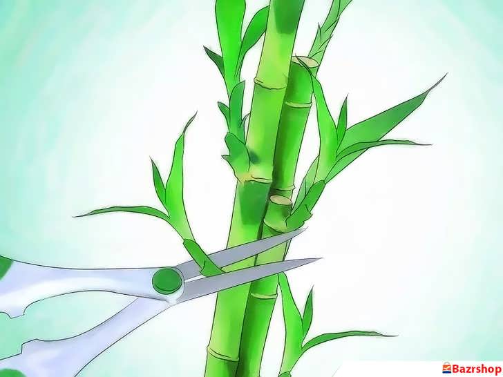 هرس شاخه های فرعی بامبو
