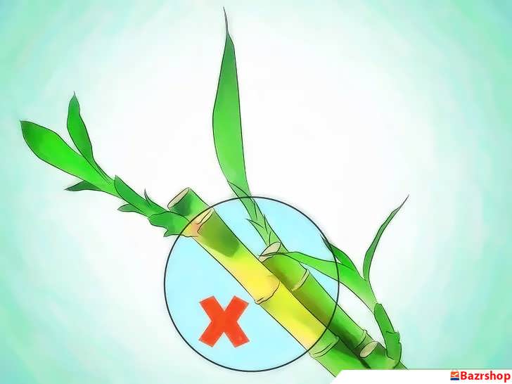 ساقه ناسالم بامبو خوش شانس