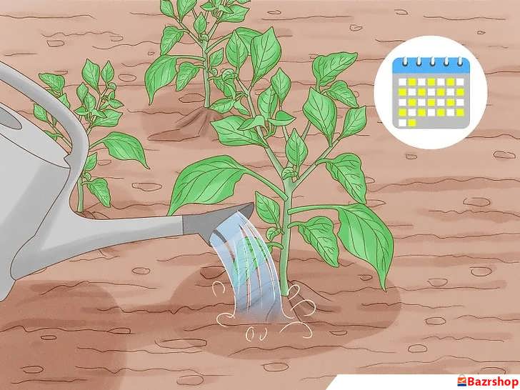 آبیاری منظم