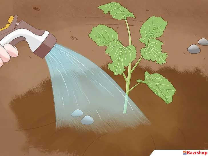 آبیاری پس از انتقال