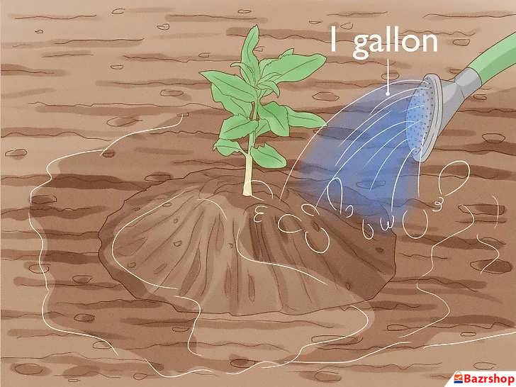 آبیاری درخت بادام