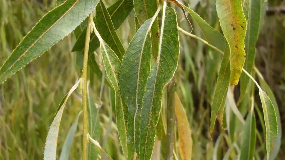 برگ بید مجنون