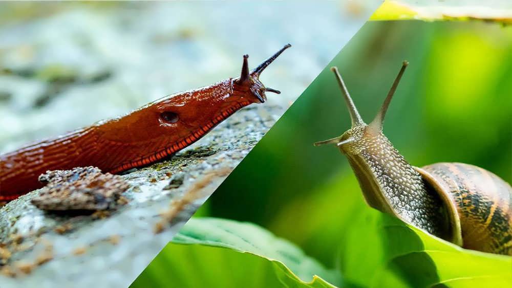 حلزون و راب