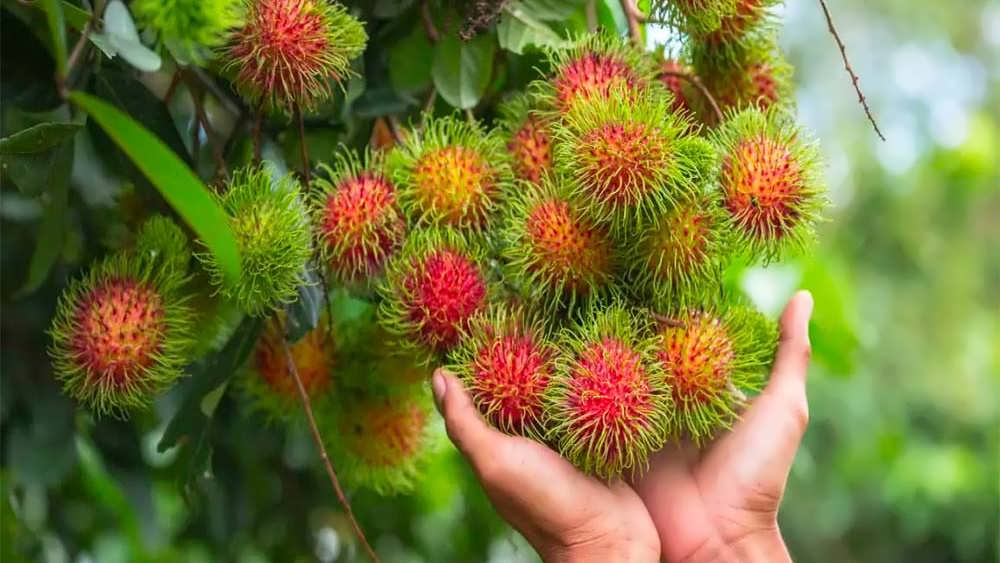 تعداد زیادی میوه رامبوتان