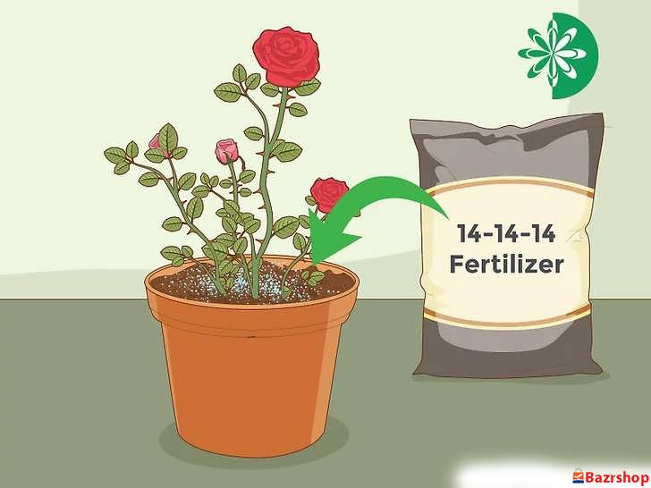 در بهار یک کود متعادل و آهسته رهش به خاک اضافه کنید