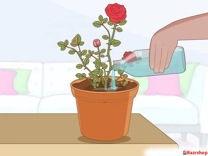 اجازه دهید گیاهتان در طول زمستان در مکانی خنک استراحت کند