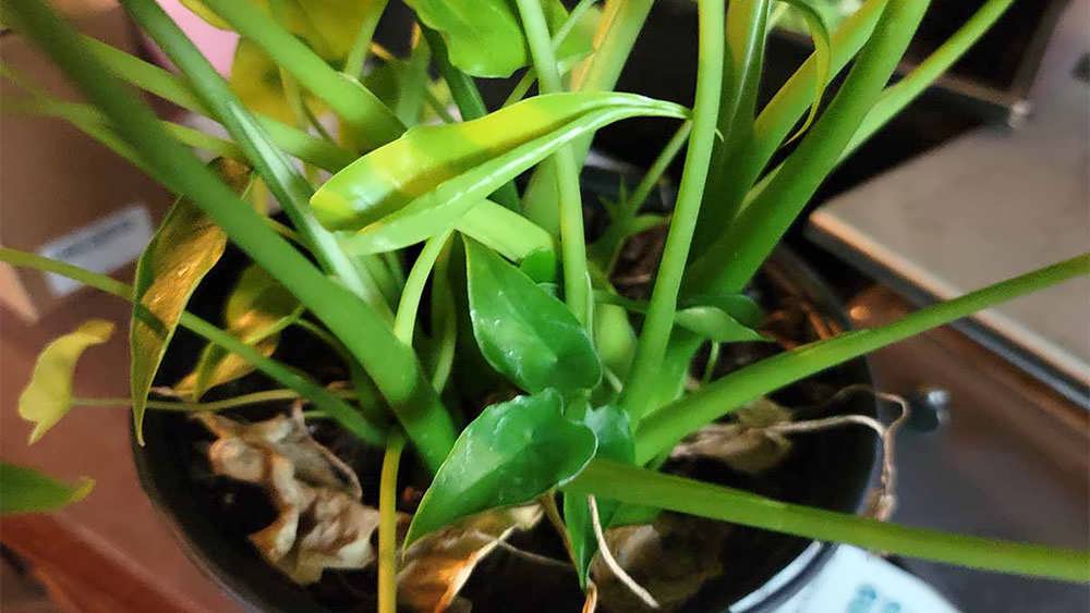 برگهای جوان بابا آدم