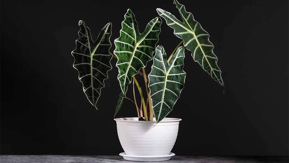 آلوکازیا با رگبرگ های نقره ای