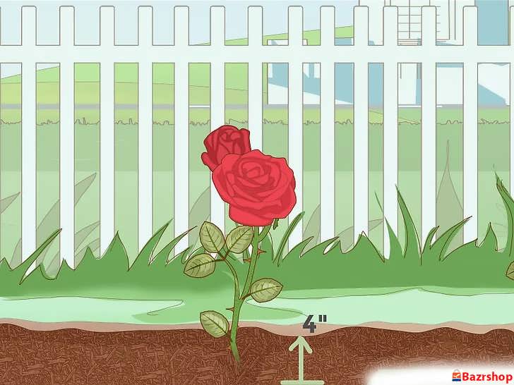 مالچ پاشی در ابتدای فصل