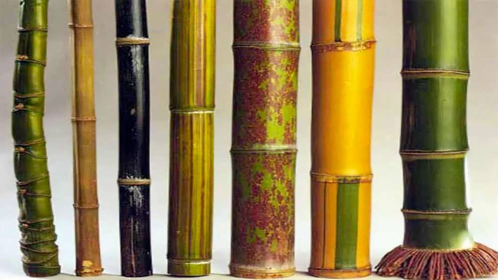 جنگل بامبو با نور ملایم