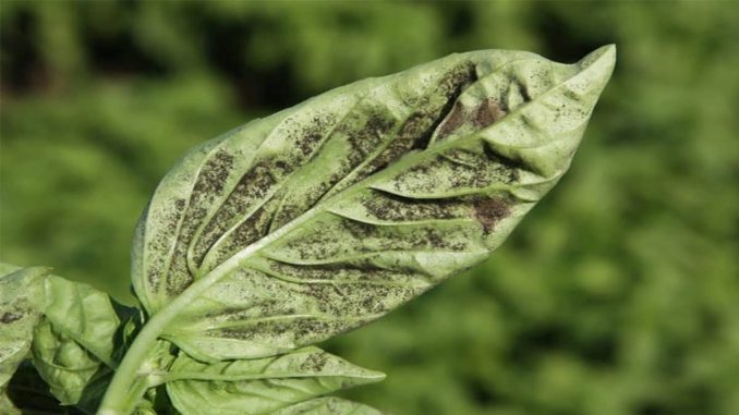 بیماری های ریحان