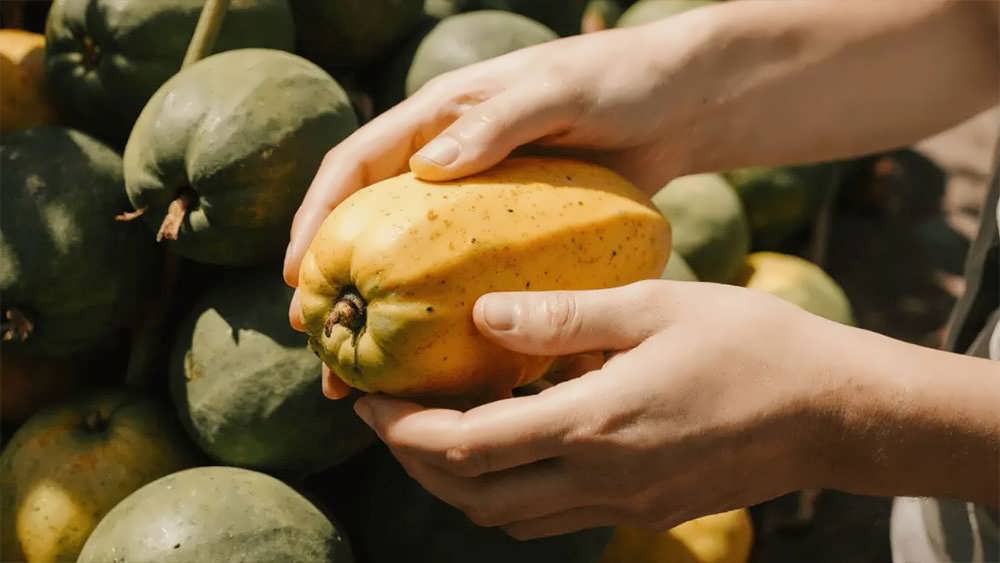 بهترین نوع پاپایا