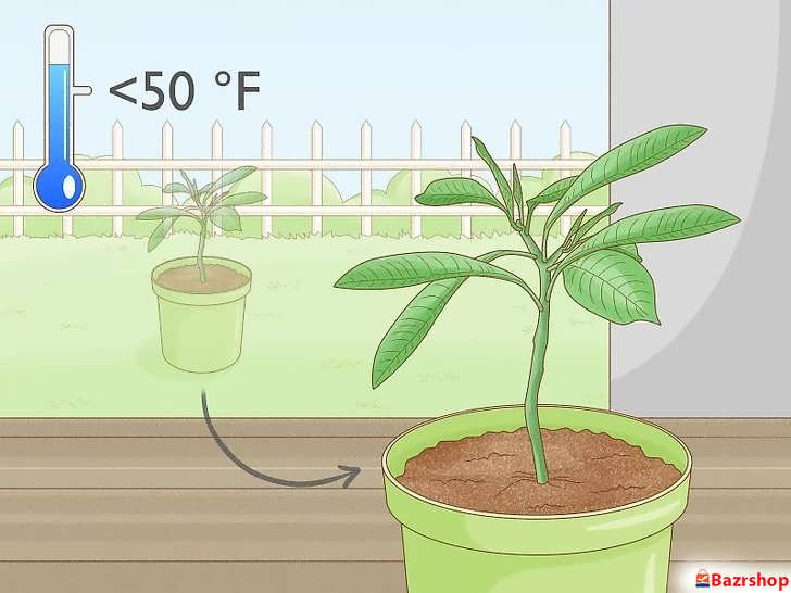 انتقال گلدان پلومریا به محیط داخلی جهت محافظت در برابر کاهش دما و سرمازدگی
