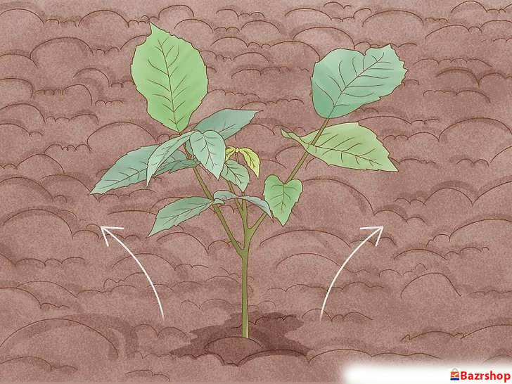 مراقبت از نهال های در حال رشد