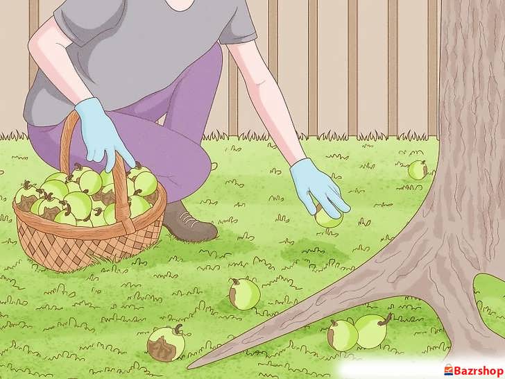 جمع آوری گردوهای افتاده