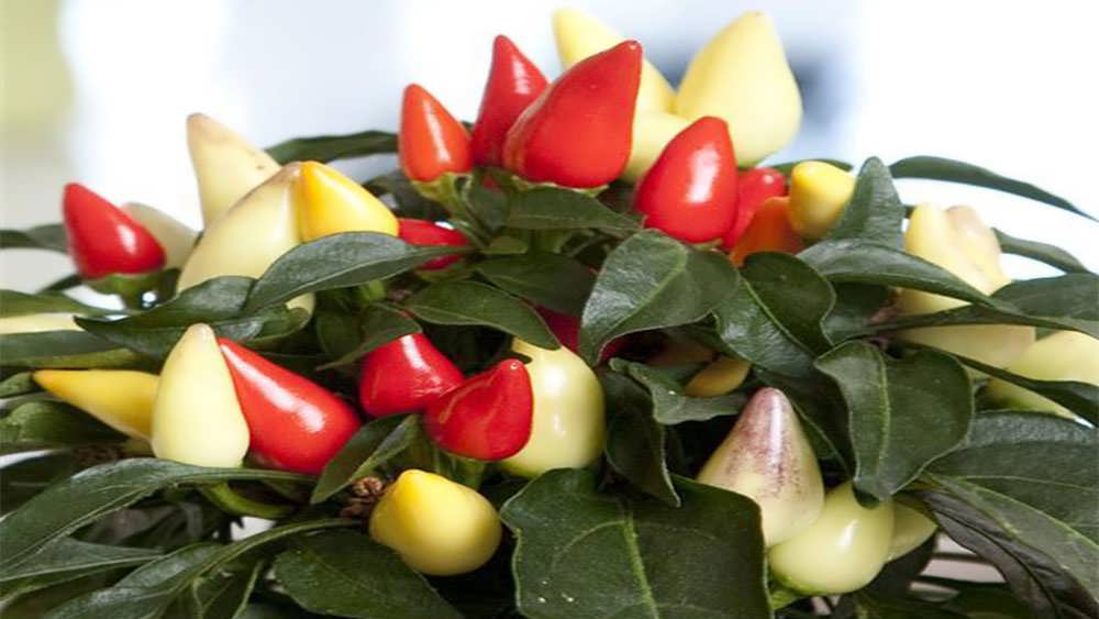 میوه فلفل زینتی