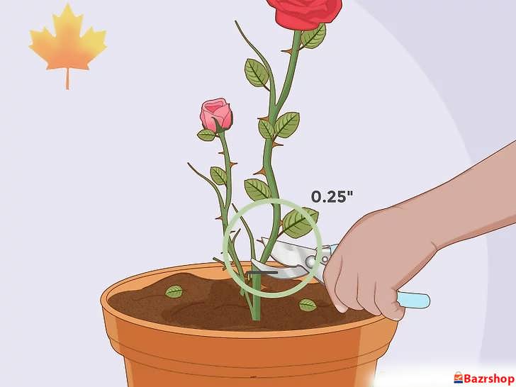 گیاه خود را در اواخر پاییز با استفاده از قیچی تیز یا قیچی باغبانی هرس (کوتاه) کنید