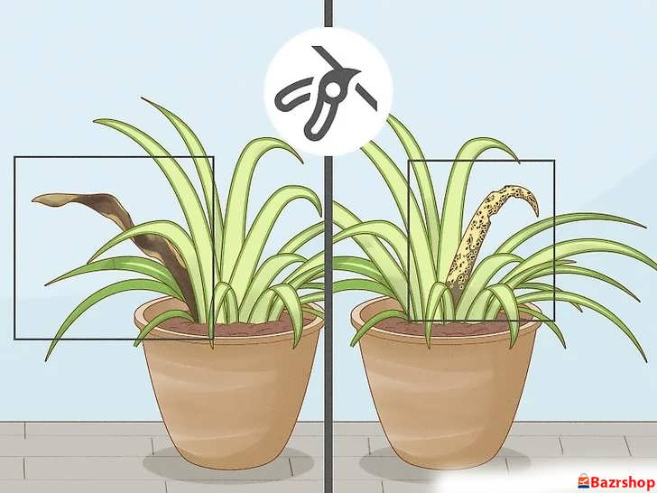 مبارزه با بیماری های قارچی