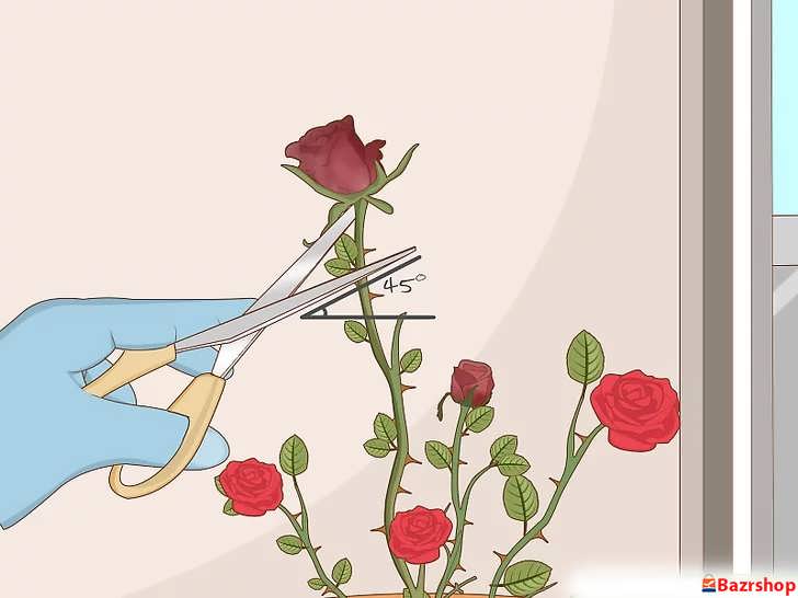 گل های پژمرده را با قیچی تیز و با زاویه ۴۵ درجه قطع کنید