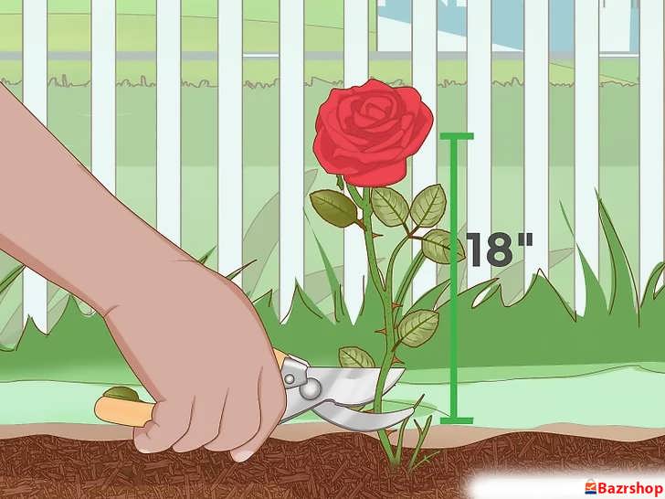 رزهای خود را تا حدود ۱۸ اینچ (۴۶ سانتی متر) یا تا رسیدن به بافت زنده کوتاه کنید
