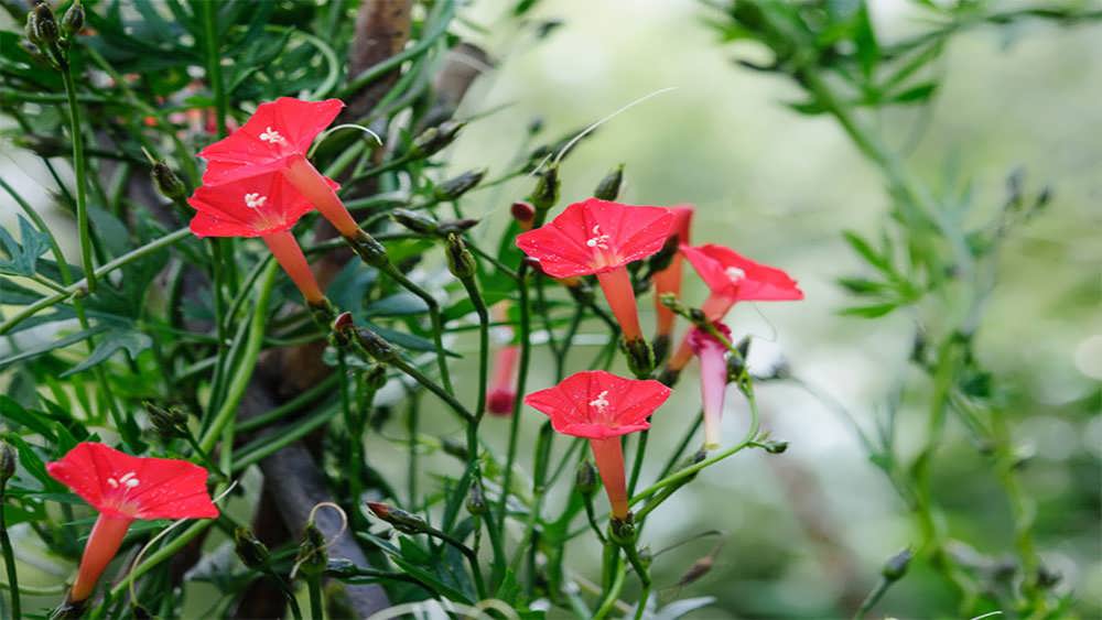 پیچک سرو شیپوری