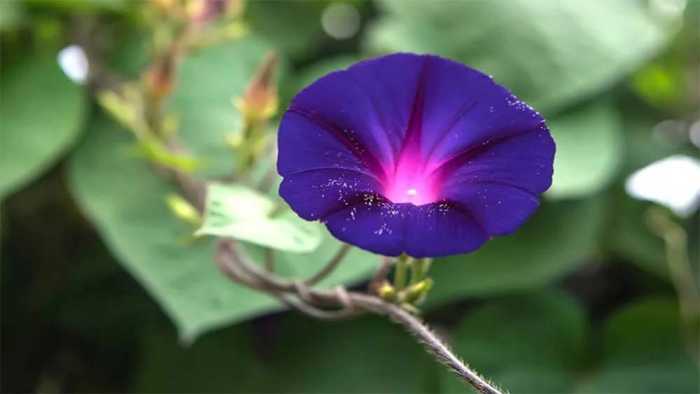 نیلوفر برگ قلبی