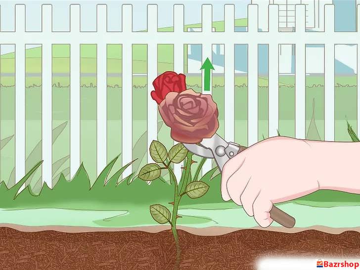 سرزنی گل های پژمرده