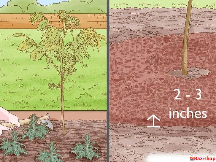 مدیریت علف های هرز