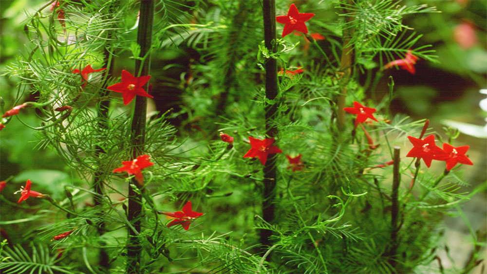 پیچک سرو متراکم