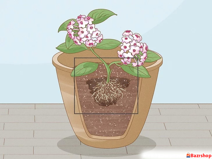 کاشتن گیاه در حفره ای هم اندازه ریشه