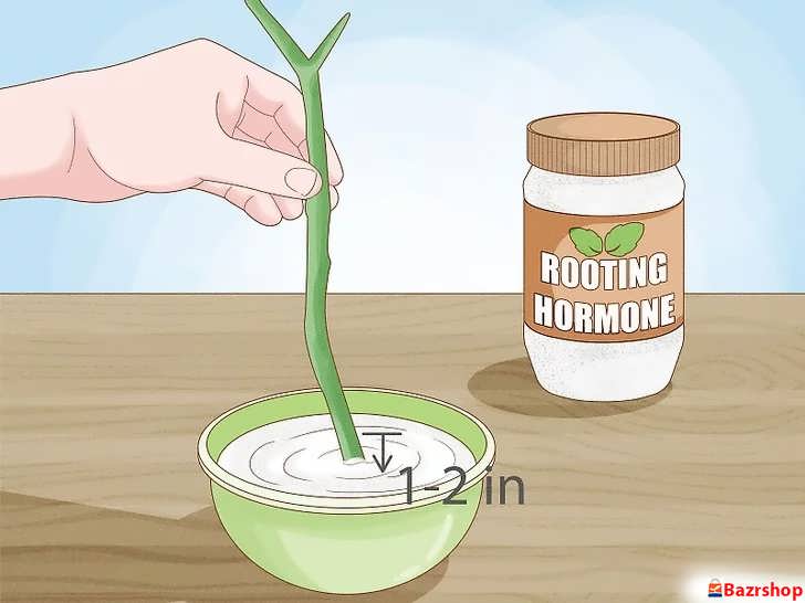 آغشته کردن انتهای ساقه پلومریا به پودر هورمون ریشه زایی برای تسریع رشد ریشه