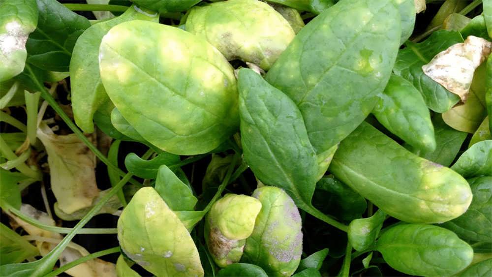 سفیدک داخلی ریحان