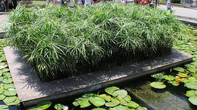 گیاه پاپیروس مصری