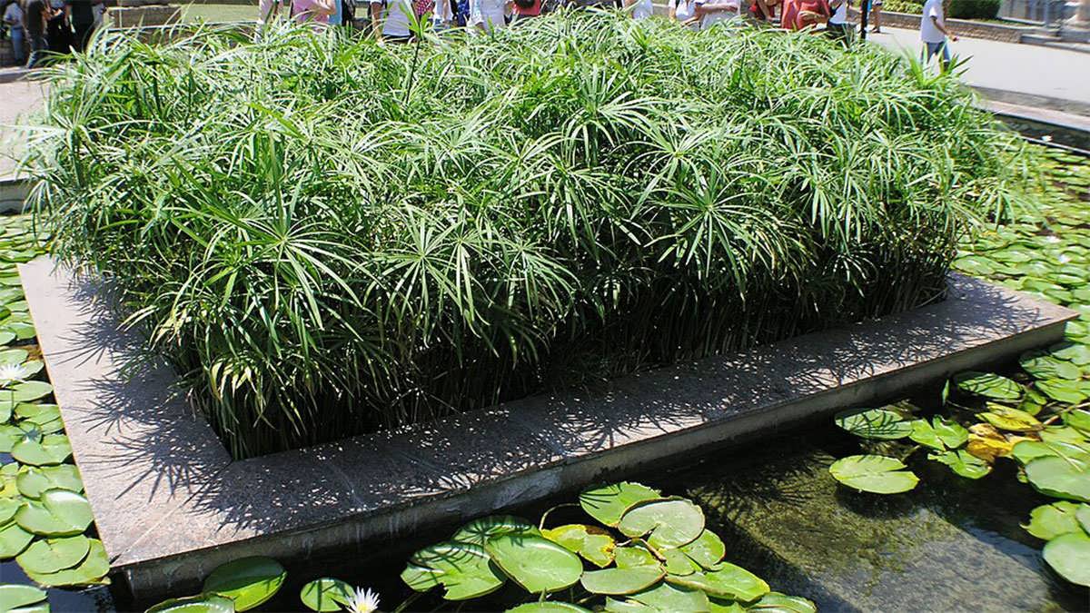 گیاه پاپیروس مصری