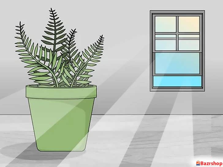 تنظیم نور محیط برای گیاه سرخس