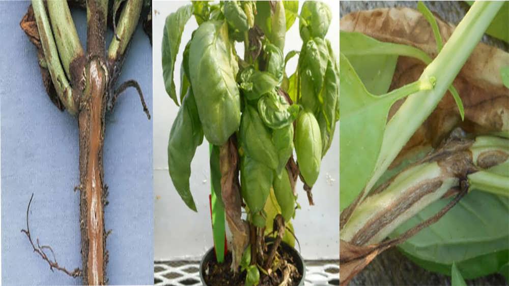 پژمردگی فوزاریومی