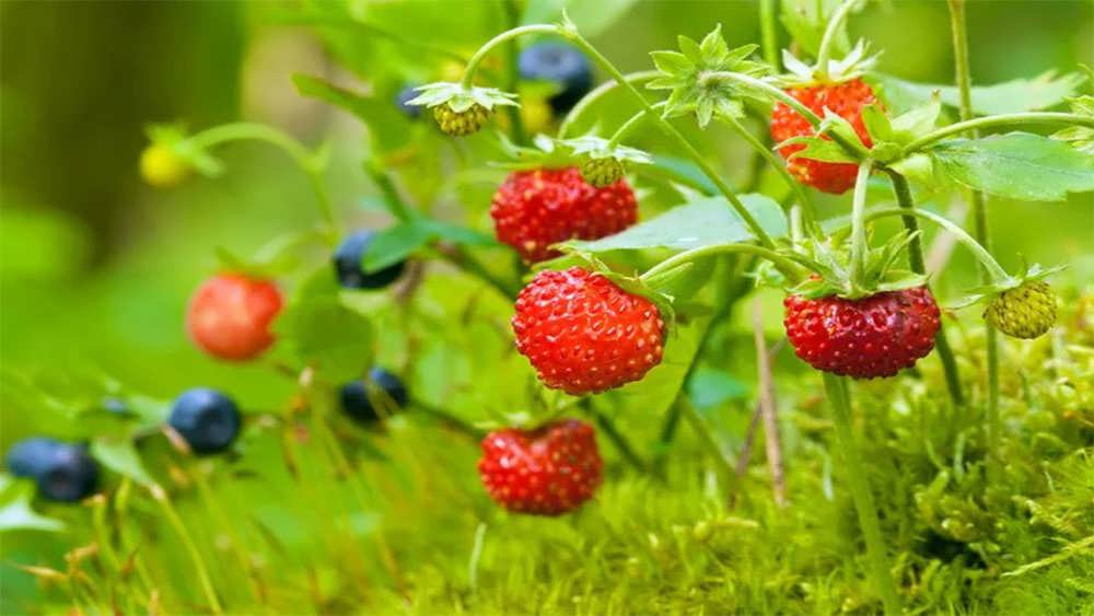 نمای نزدیک توت فرنگی وحشی