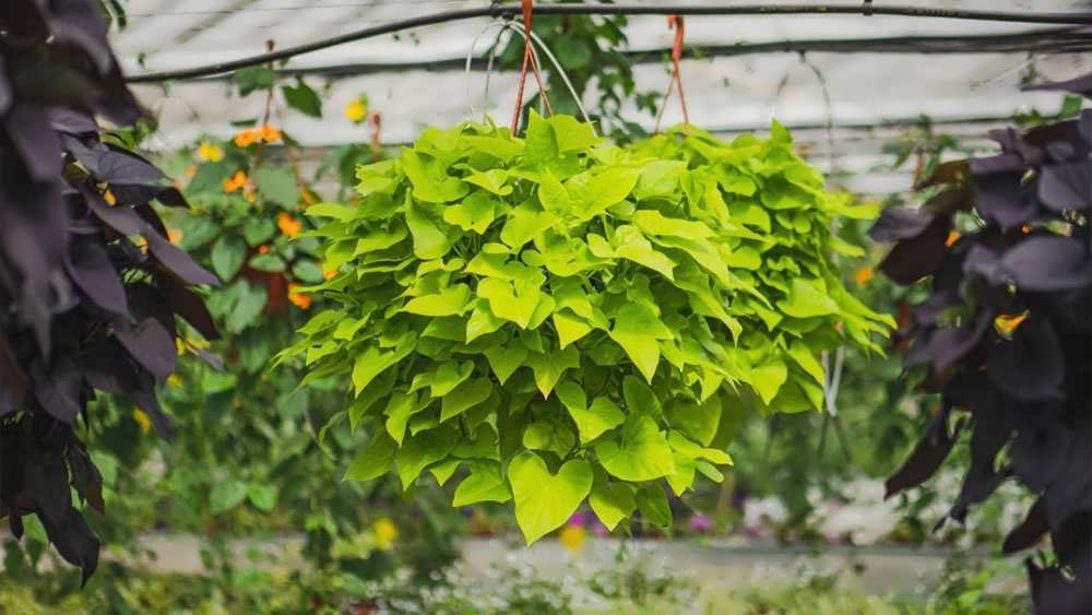 یچک سیب زمینی شیرین آویز