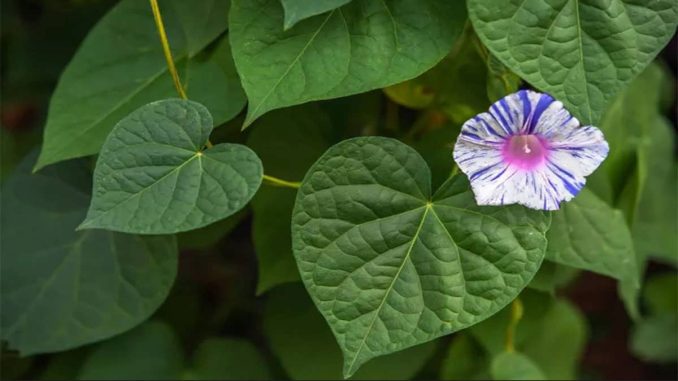 نگهداری از گل نیلوفر پیچ