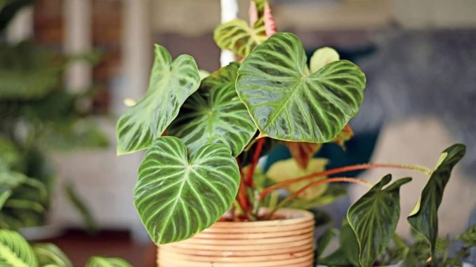 پس زمینه فیلودندرون برگ‌قلبی