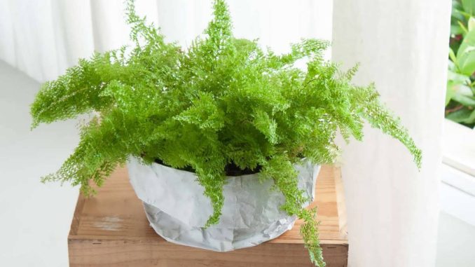 نحوه مراقبت از گیاه سرخس