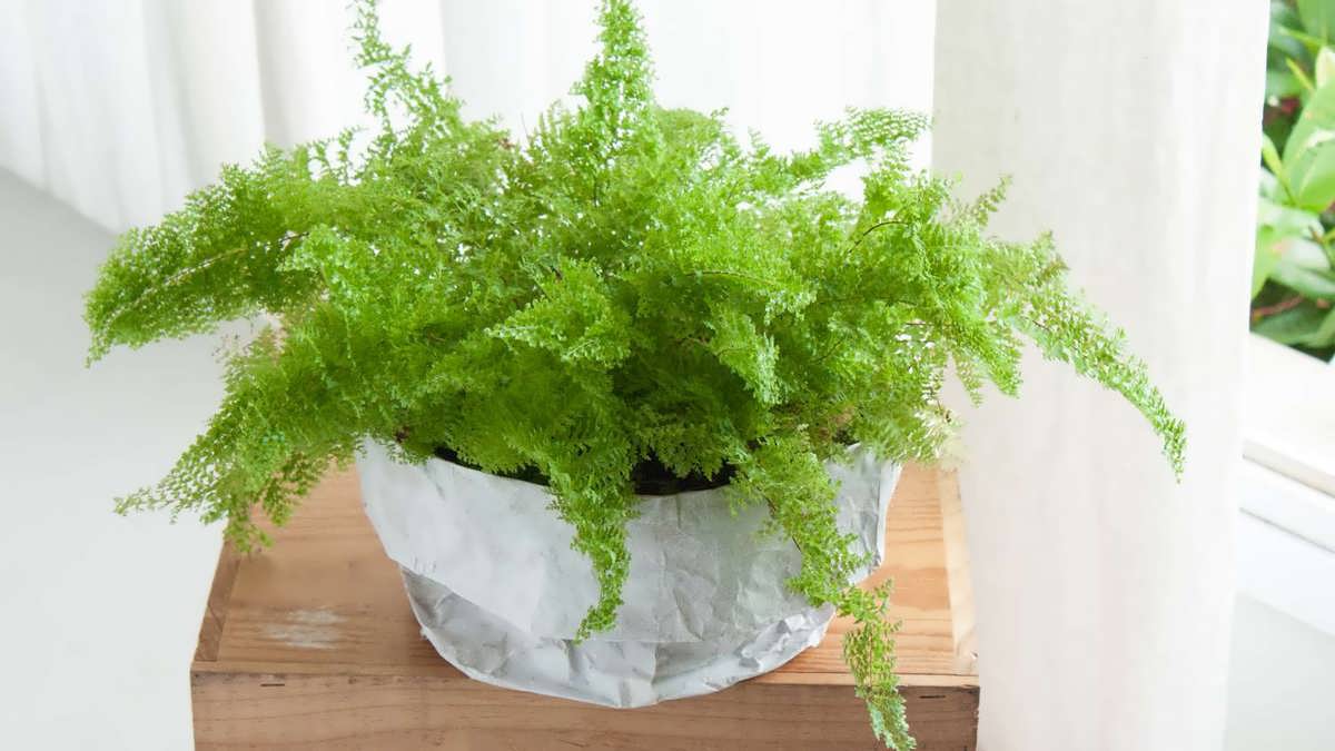 نحوه مراقبت از گیاه سرخس