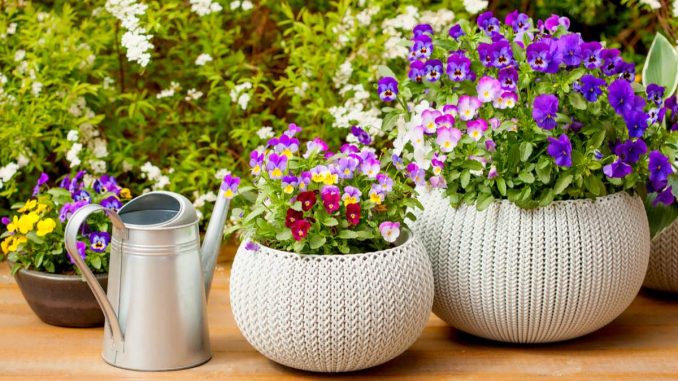 نحوه پرورش گیاهان گلدانی