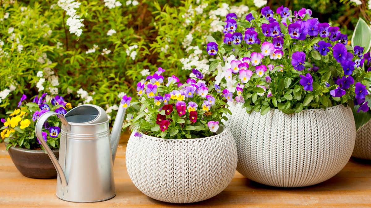 نحوه پرورش گیاهان گلدانی