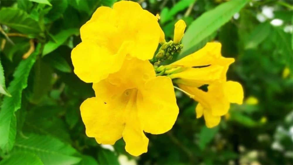 یاس ایتالیایی