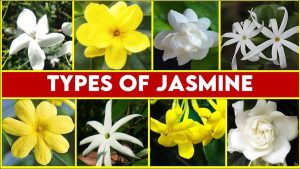 پس زمینه انواع یاس