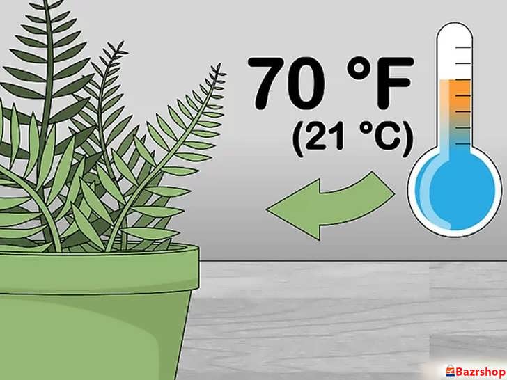 کنترل دمای محیط برای گیاه سرخس